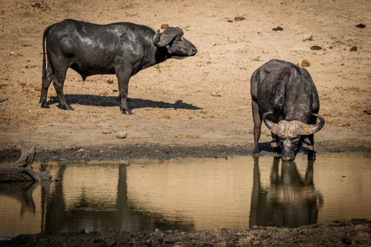 071 Kruger National Park, buffels.jpg